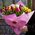 51 tulip - view 2
