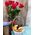 7 red import roses - view 1