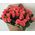 Bouquet 51 roses - view 2