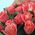 Bouquet 51 roses - view 3