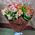 Bouquet of 15 alstromeries - view 1