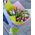 Bouquet of 51 tulips - view 4