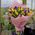 Bouquet of irises and tulips - view 1