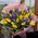 Bouquet of irises and tulips - view 4