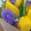 Bouquet of irises and tulips - view 7