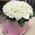 A bouquet of roses in a hat box - view 1