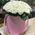 A bouquet of roses in a hat box - view 2