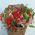 Alstroemeria flowers in bouquet - view 10