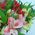 Alstroemeria flowers in bouquet - view 11