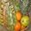 Fruit basket with delivery - view 8