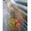 Fruit gift basket - view 14