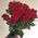 Imported roses with large buds - view 9