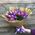 Irises and tulips in a bouquet - view 1