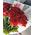 Classic bouquet of roses - view 7