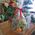 Basket with fruits buy - view 14