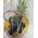 Basket with fruits buy - view 26
