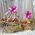 Basket with fruits buy - view 27