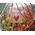 Fruit basket gift - view 5