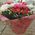 Сute mini bouquet of flowers - view 8