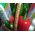 Food basket as a gift to buy - view 3