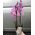 Pink orchid in a pot - view 26