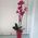 Pink orchid in a pot - view 27