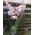 Pink orchid in a pot - view 28