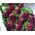 Beautiful roses in a long box - view 3