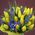 Yellow tulips with blue irises in a bouquet - view 1