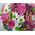 Live flowers in a box - view 6