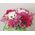 Live flowers in a box - view 8