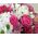 Live flowers in a box - view 9