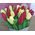 Live tulips - view 2