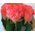 Bouquet 15 coral roses - view 7
