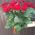 Bouquet of 25 red roses with ribbon - view 1