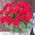Bouquet of 25 red roses with ribbon - view 2