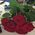 Bouquet of 9 burgundy roses - view 6