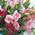 Bouquet with alstroemerias - view 4
