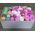 Gift box of macaroons and flowers - view 3
