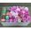 Gift box of macaroons and flowers - view 4