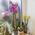 Pink orchid in a pot - view 30