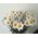 A chic bouquet of chamomiles - view 2