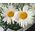A chic bouquet of chamomiles - view 3