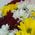 Bouquet of 15 chrysanthemums - view 3