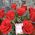 A small bouquet of imported roses - view 4