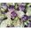 Hats box with eustoma 2