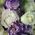 Hats box with eustoma 3