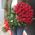 Bouquet of Dutch roses - view 3