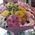 Bouquet of 15 chrysanthemums - view 5