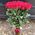 Bouquet of red roses for birthday 1